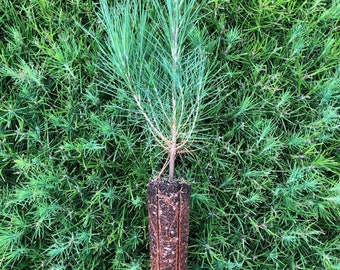 10 Loblolly Pine Seedlings