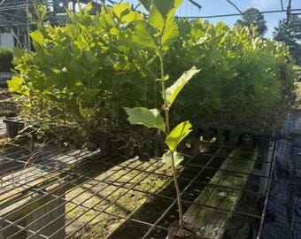 May include: A young sycamore tree sapling with a cylindrical root ball sits on a metal wire rack. The sapling has a thin, upright brown stem and several bright green, lobed leaves. Behind it, many similar saplings are arranged in rows.