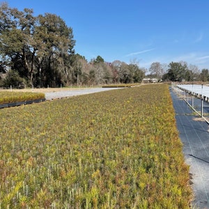 20 Loblolly Pine Seedlings image 2