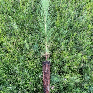 Könnte beinhalten: Ein kleiner Kiefernsetzling in einem braunen Wurzelstopfen, bereit zum Einpflanzen. Der Setzling ist von grünem Gras umgeben.