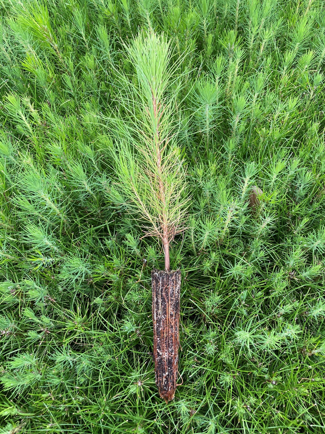 10 Slash Pine Seedlings - Etsy
