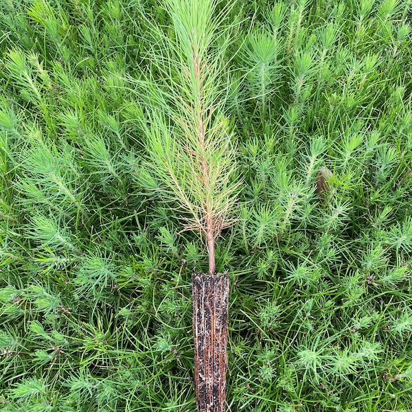 10 Slash Pine Seedlings