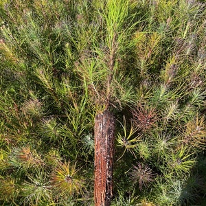 20 Loblolly Pine Seedlings image 3