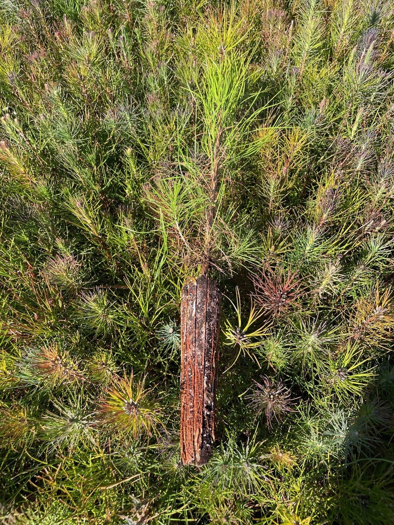 20 Loblolly Pine Seedlings image 3