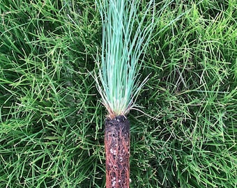 5 Longleaf Pine Seedlings