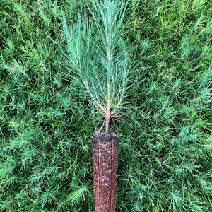 May include: A small pine tree seedling with green needles is potted in a brown biodegradable container. The roots are visible through the container.