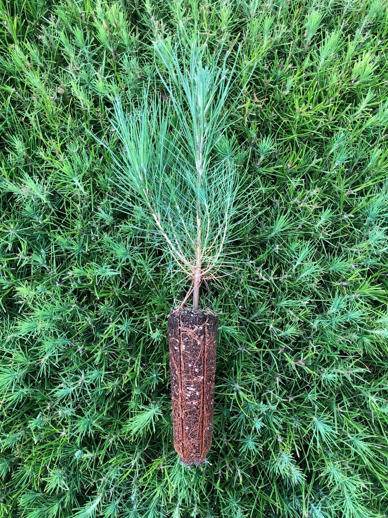 20 Loblolly Pine Seedlings image 1
