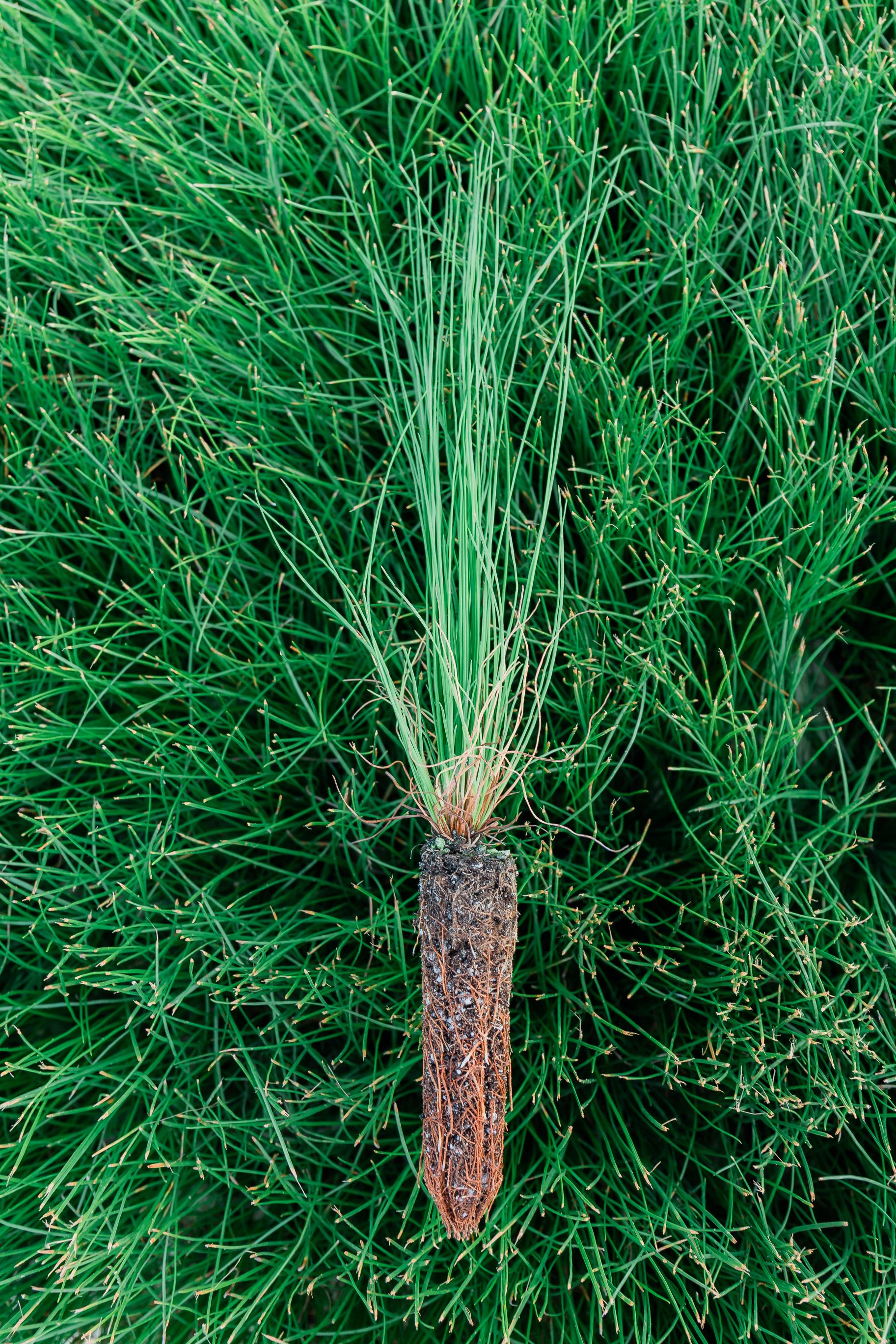 200 Longleaf Pine Seedlings