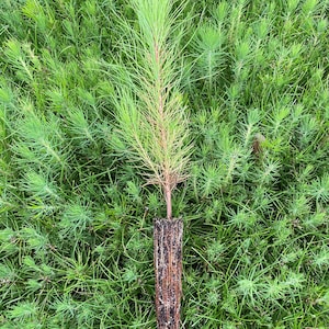 May include: A small pine tree seedling in a brown plastic container with roots visible. The seedling is surrounded by green grass.