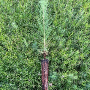 Puede incluir: Un pequeño árbol de pino en un contenedor protector marrón y negro, rodeado de follaje verde.