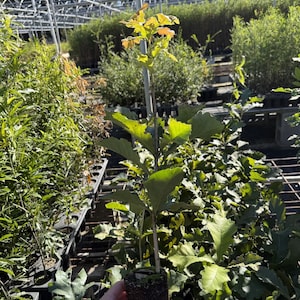 May include: A young oak tree sapling with a central stem and green lobed leaves, featuring a small cluster of light brown leaves at the very top. The root ball is exposed, showing dark brown soil held together by a dense network of roots.