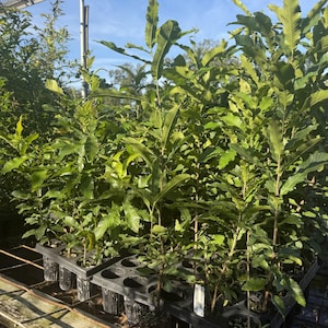May include: A collection of young sawtooth oak saplings planted in individual black plastic nursery cells. Each sapling features slender brown stems and vibrant green, serrated leaves. A small white label is attached to one of the plants.