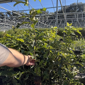 May include: A young oak tree sapling with vibrant green, lobed leaves and a slender brown stem. The sapling is positioned upright, showcasing its healthy foliage and vertical growth pattern, set against a bright, clear blue sky background.