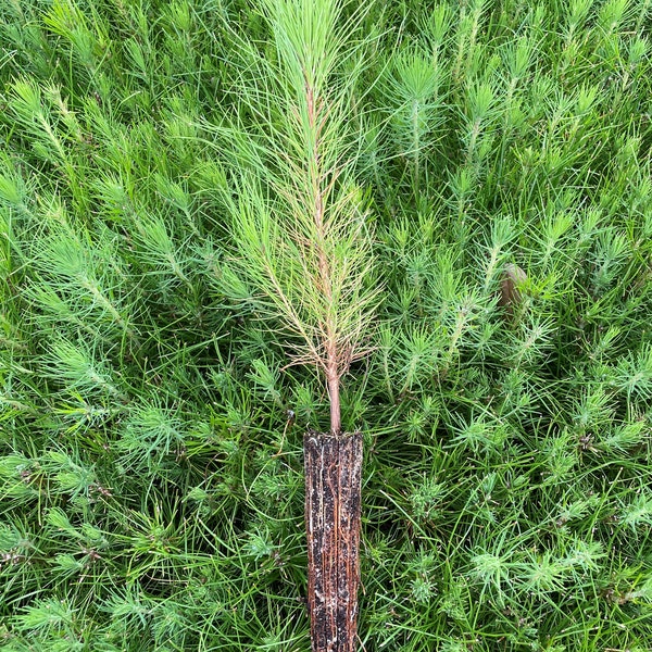 5 Slash Pine Seedlings