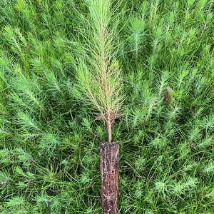 20 Slash Pine Seedlings