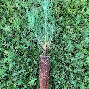 100 Loblolly Pine Seedlings