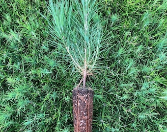 100 Loblolly Pine Seedlings