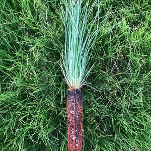 100 piantine di pino palustre