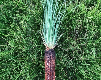 100 Longleaf Pine Seedlings