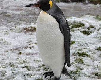 King  Penguin  - Antarctica Wildlife  Gift - Penguin Print -  Digital Printable Download - Wall Art - Poster Print - JPG - JPEG