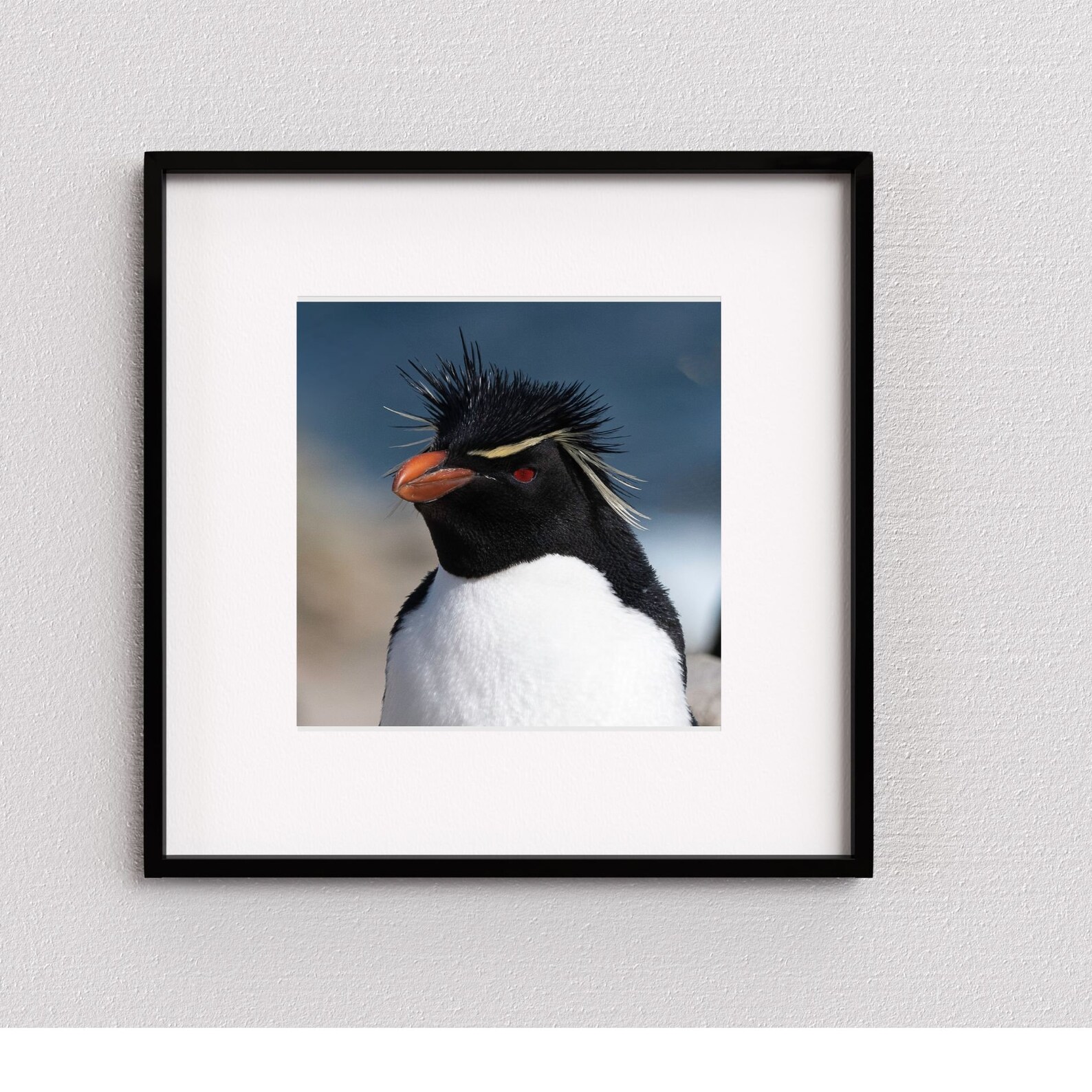 Rockhopper Penguin Frontal - Antarctica Wildlife Gift - Penguin Print ...