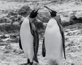 King  Penguin  - Antarctica Wildlife  Gift - Penguin Print -  Digital Printable Download - Wall Art - Poster Print - JPG - JPEG