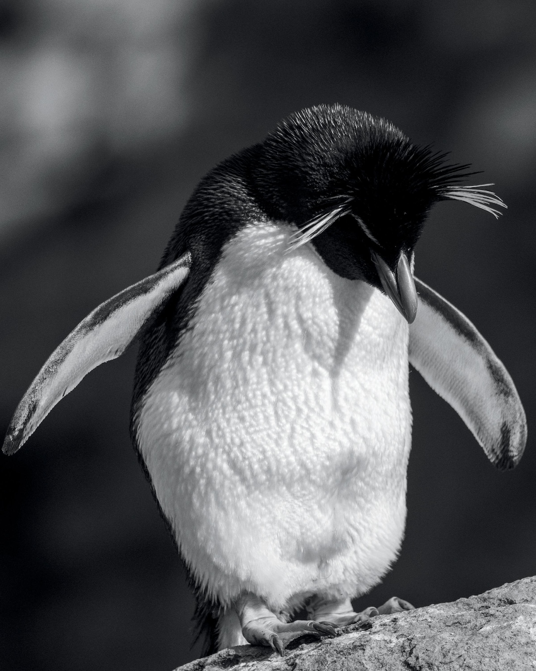 Rockhopper Penguin - Antarctica Wildlife Gift - Penguin Print - Digital Printable Download ...