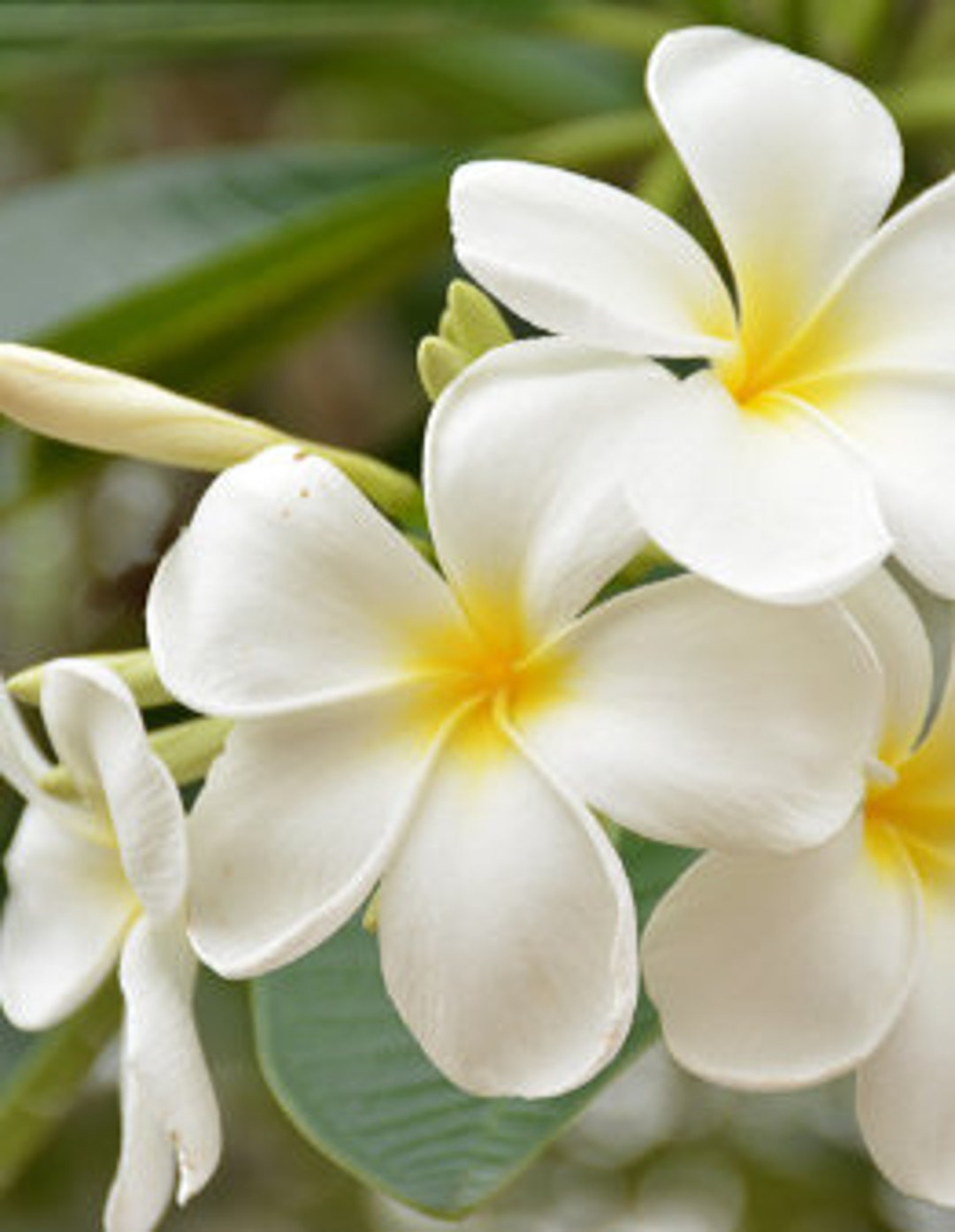 Plumeria Singapore White Cutting Etsy