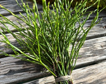 1 Bund (10-15) schn buschige ste 20-30 cm lang) frisches grnes  Heidelbeerkraut Heidelbeergrn Heidelbeerzweige - Etsy.de