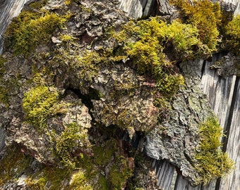 Set of 3 bark pieces covered in moss - approx. 25 cm to 30 cm tall