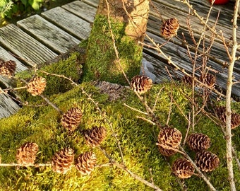 Set of 3 larch cone branches