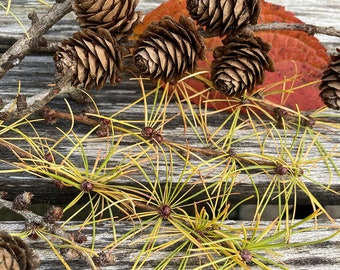 40 larch cones for decorating