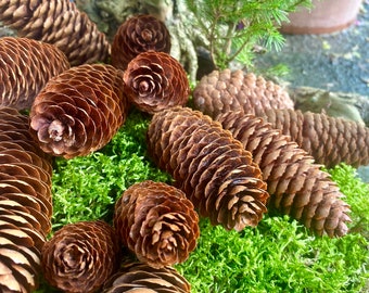 Set of 10 spruce cones