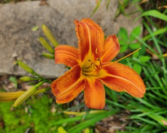 Hemerocallis Fulva, Ditch Lily, Orange Daylily, Tawny Daylily, 6