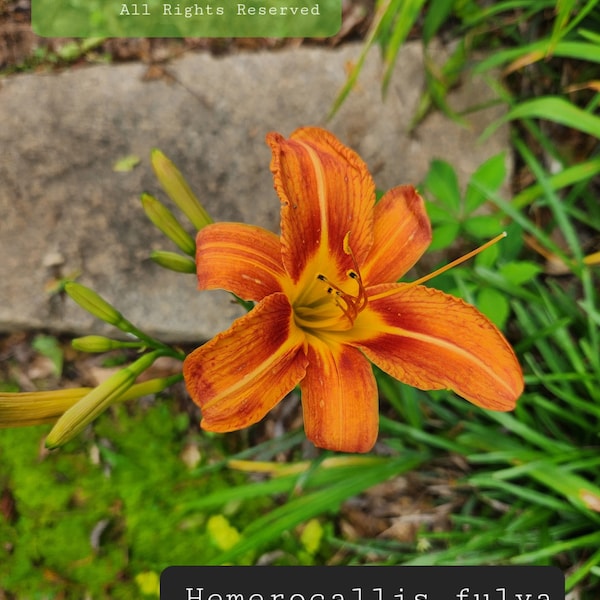 Hemerocallis fulva, Ditch lily, orange daylily, Tawny daylily, 6 dollars for 4 fans