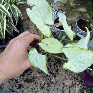 Arrowhead plant (Syngonium podophyllum)