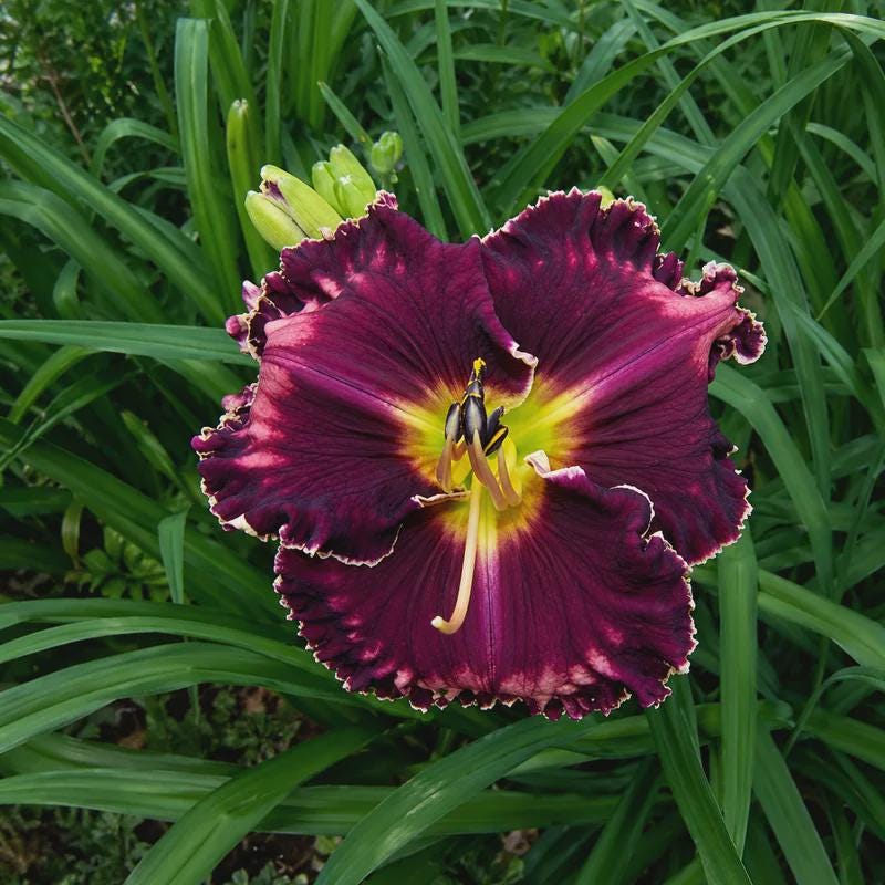 Daylilies Halloween - Etsy