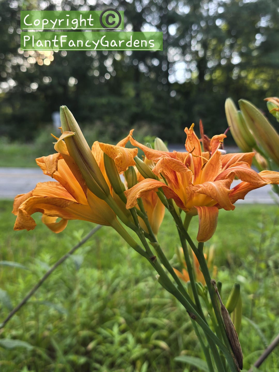 Hemerocallis 'green Kwanso', 3 Fans for 6 Dollars. - Etsy