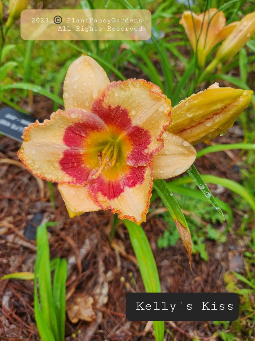 Kelly's Kiss Daylily - Etsy