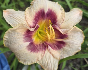 Blueberry Candy dayliliy