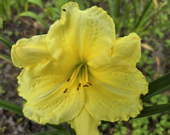 Harbor Mist daylily, Yellow Self, 1 Fan
