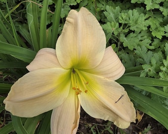 Lime Fizz daylily, Diamond Dusted Delicate Peach with Slightly Raised Cream Midribs