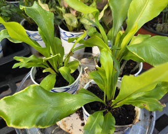 dracaena cinthos Plantes naturelles - Dracaena Cintho - cane