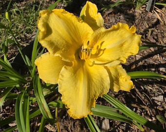 Key Largo Moon daylily, Golden Yellow, 1-Fan