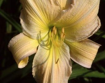 Reaching daylily, Light Peach with Pink Cast