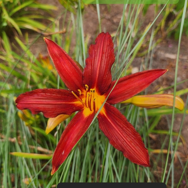 Unknown daylily