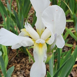 May include: A white iris flower with yellow and white markings on the petals. The flower is in bloom and has a green stem.