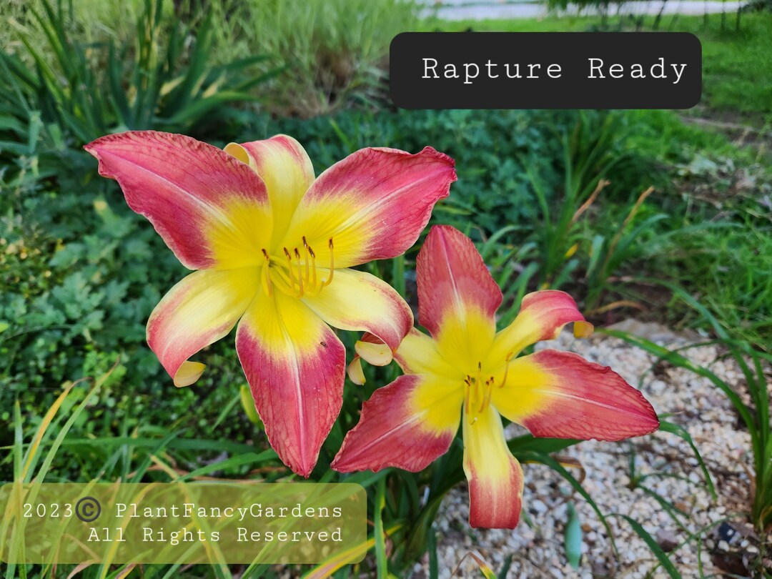 Rapture Ready Daylily - Etsy