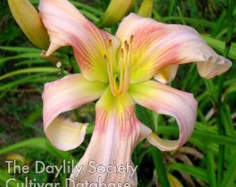 Dance of the Fairies daylily, Light Pink with Rose Brush Strokes