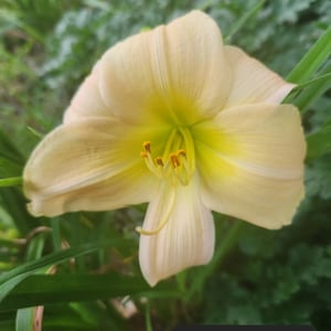 May include: A close-up of a pale yellow daylily with a lime green center. The flower is in bloom and has a delicate, ruffled appearance. The text "Lime Fizz" is visible at the bottom of the image.